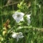  Laurent Petit - Polemonium caeruleum L. [1753]