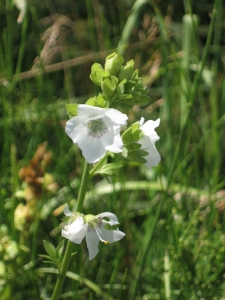 Laurent Petit, le 11 août 2009 (Mouthe)