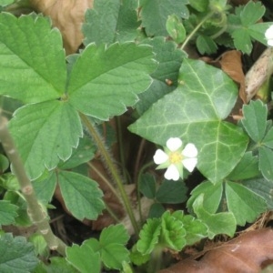 Photographie n°49851 du taxon Potentilla sterilis (L.) Garcke [1856]