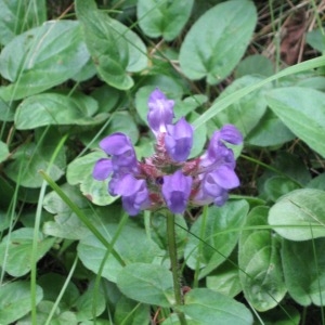 Photographie n°49857 du taxon Prunella grandiflora (L.) Schöller [1775]