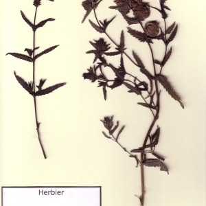 Photographie n°49874 du taxon Rhinanthus minor L. [1756]