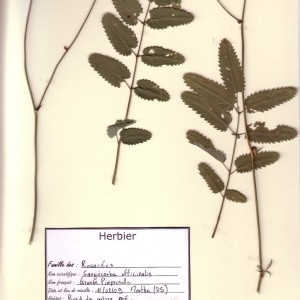 Photographie n°49885 du taxon Sanguisorba officinalis L. [1753]