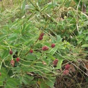 Photographie n°49886 du taxon Sanguisorba officinalis L. [1753]