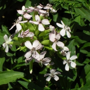 Photographie n°49888 du taxon Saponaria officinalis L. [1753]