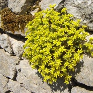 Photographie n°49898 du taxon Sedum acre L. [1753]
