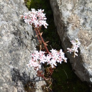 Photographie n°49900 du taxon Sedum album L. [1753]