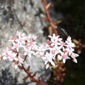 Photographie n°49901 du taxon Sedum album L. [1753]