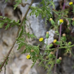 Photographie n°49908 du taxon Senecio viscosus L. [1753]