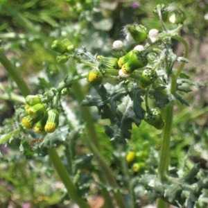 Photographie n°49910 du taxon Senecio vulgaris L. [1753]