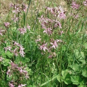 Photographie n°49912 du taxon Lychnis flos-cuculi L. [1753]