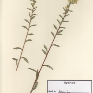 Photographie n°49916 du taxon Solidago virgaurea L. [1753]