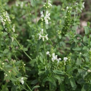 Photographie n°49925 du taxon Stachys recta L. [1767]