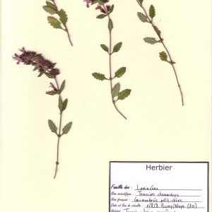 Photographie n°49930 du taxon Teucrium chamaedrys L. [1753]