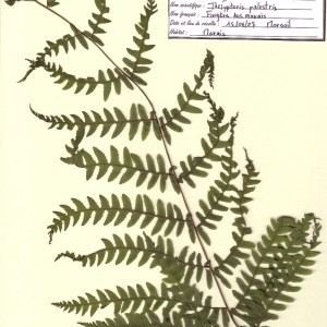  - Thelypteris palustris Schott [1834]