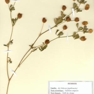 Photographie n°49940 du taxon Trifolium campestre Schreb. [1804]