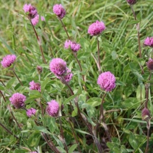 Photographie n°49943 du taxon Trifolium pratense L. [1753]