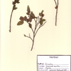Photographie n°49949 du taxon Vaccinium myrtillus L. [1753]