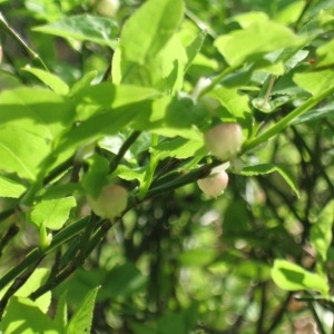 Photographie n°49950 du taxon Vaccinium myrtillus L. [1753]