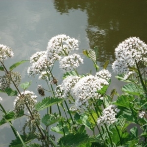 Photographie n°49953 du taxon Valeriana officinalis L. [1753]