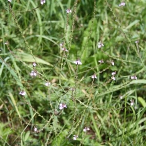 Photographie n°49956 du taxon Verbena officinalis L. [1753]