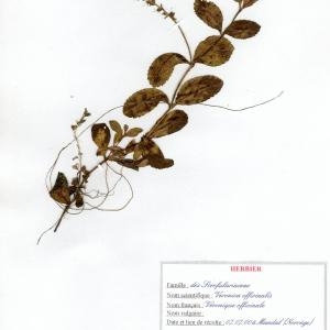 Photographie n°49958 du taxon Veronica officinalis L. [1753]