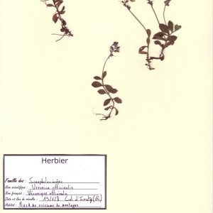Photographie n°49959 du taxon Veronica officinalis L. [1753]