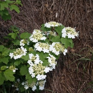 Photographie n°49963 du taxon Viburnum opulus L. [1753]