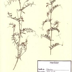 Photographie n°49965 du taxon Vicia hirsuta (L.) Gray [1821]