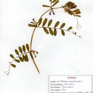 Photographie n°49969 du taxon Vicia sativa L. [1753]