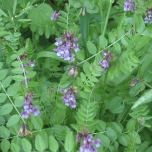 Photographie n°49971 du taxon Vicia sepium L. [1753]