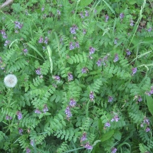 Photographie n°49972 du taxon Vicia sepium L. [1753]