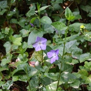 Photographie n°49973 du taxon Vinca major L. [1753]