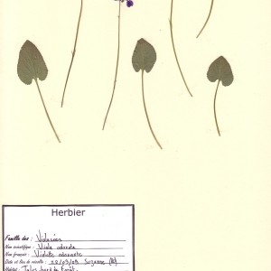 Photographie n°49979 du taxon Viola odorata L. [1753]