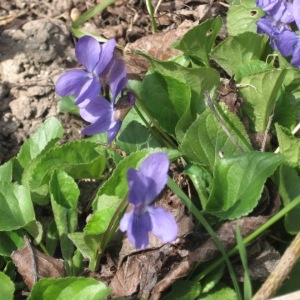 Photographie n°49980 du taxon Viola odorata L. [1753]