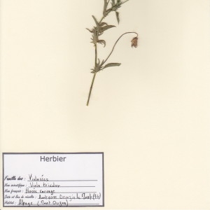 Photographie n°49981 du taxon Viola tricolor L. [1753]