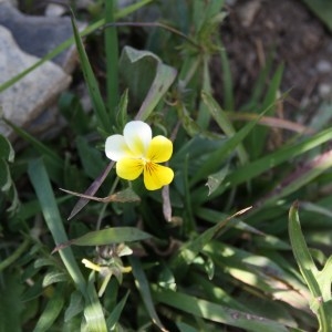 Photographie n°49982 du taxon Viola tricolor L. [1753]