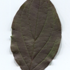 Photographie n°50001 du taxon Cornus sanguinea L. [1753]
