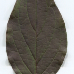 Photographie n°50002 du taxon Cornus sanguinea L. [1753]