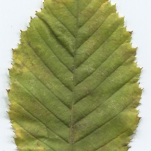 Photographie n°50049 du taxon Carpinus betulus L. [1753]
