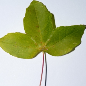 Photographie n°50115 du taxon Acer monspessulanum L. [1753]