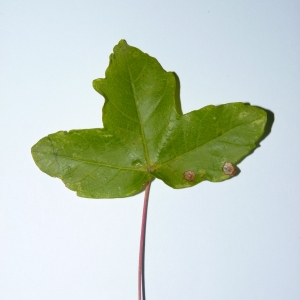 Photographie n°50118 du taxon Acer monspessulanum L. [1753]