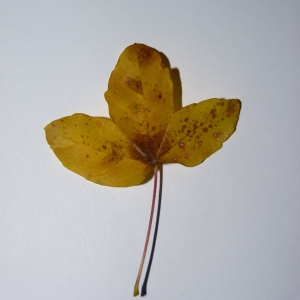 Photographie n°50119 du taxon Acer monspessulanum L. [1753]