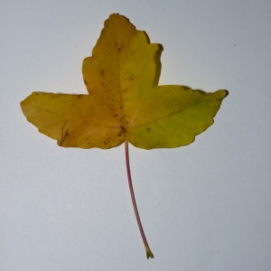 Photographie n°50122 du taxon Acer monspessulanum L. [1753]