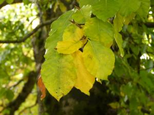 Violette ROCHE, le 27 octobre 2011 (Bédoin (Mont Ventoux))
