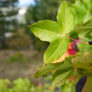 Photographie n°50202 du taxon Acer monspessulanum L. [1753]