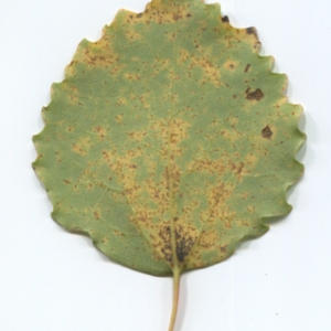 Photographie n°50228 du taxon Populus tremula L. [1753]