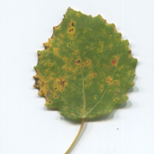 Photographie n°50233 du taxon Populus tremula L. [1753]