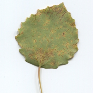 Photographie n°50240 du taxon Populus tremula L. [1753]