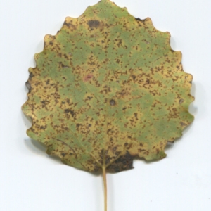 Photographie n°50241 du taxon Populus tremula L. [1753]