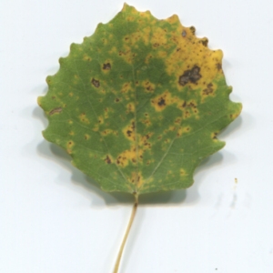 Photographie n°50247 du taxon Populus tremula L. [1753]